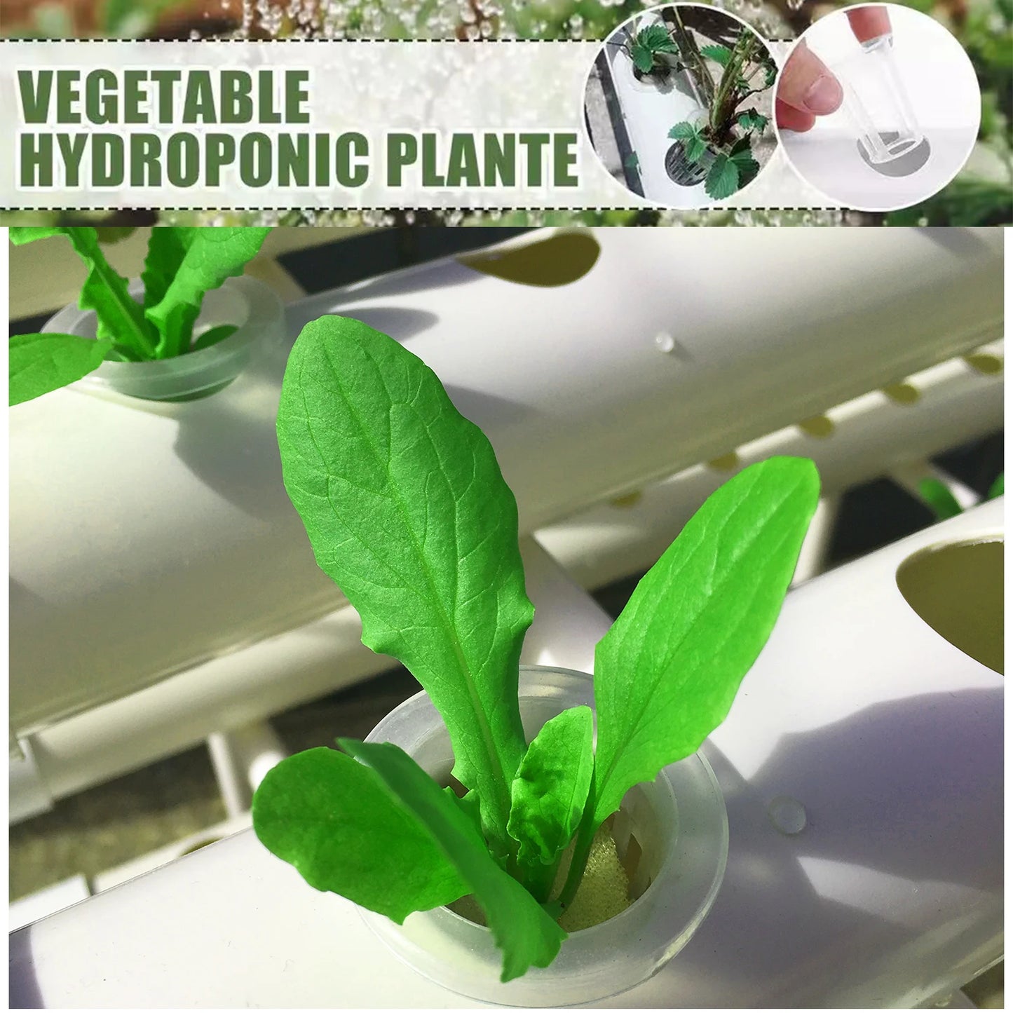 Hydroponics Growing System